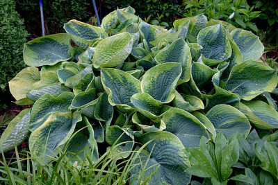 Hosta1607a.jpg
