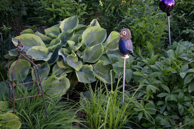 Hosta5708.jpg