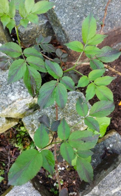 20230508_180817 Sambucus 'Streifen'.jpg