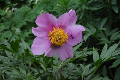DSCF7930.JPG