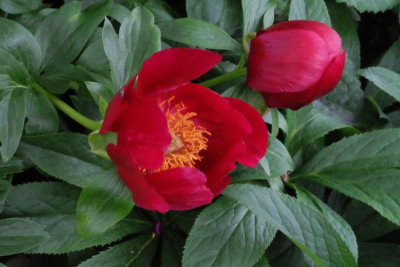 DSCF7931.JPG