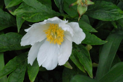 DSCF7929.JPG