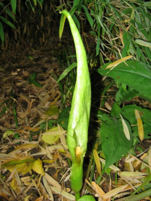 Arum_italicum_Blutenstand.jpg