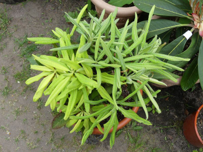 2023-05-15 Rhododendron calophytum 1.jpg