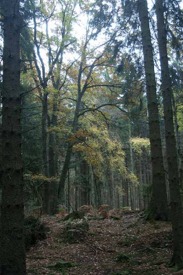 mischwald_7934.jpg