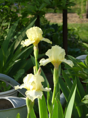 2023-05-16 Iris 'Maui Moonlight'.jpg