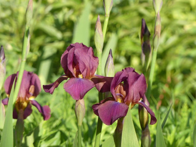 2023-05-16 Iris 'New Idea' 2.jpg