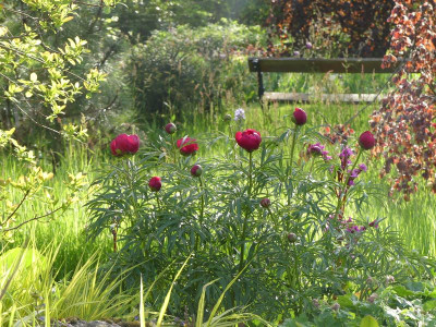 2023-05-16 Paeonia tenuifolia x mascula 1.jpg