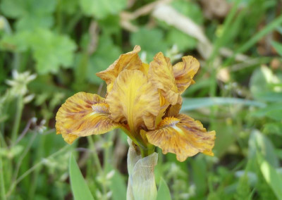 2023-05-16 Iris 1.jpg