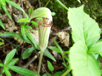 100_1289_Arisaema_consang._gek._Blute__800.jpg