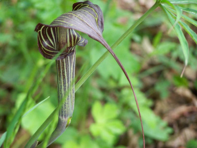 100_1285_ARISAEMA_consangineum_Samling__800.jpg