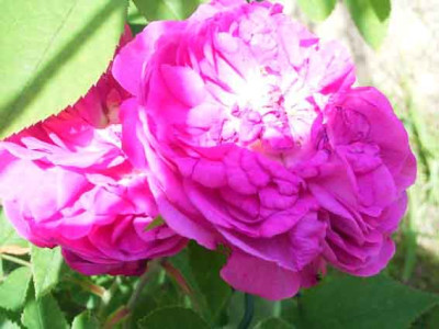 RdV_06_08_02.JPG