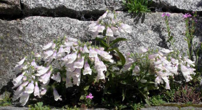 Penstemon_hirsutus_pygmaeus_2008-06-01.JPG