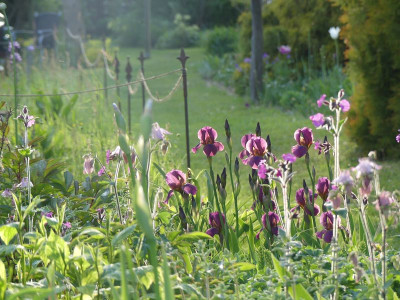 2023-05-17 Gartenimpressionen 1.jpg