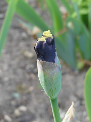 2023-05-17 Iris 'I'm wicked'.jpg