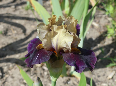 2023-05-17 Iris 'Abenaki' 1.jpg