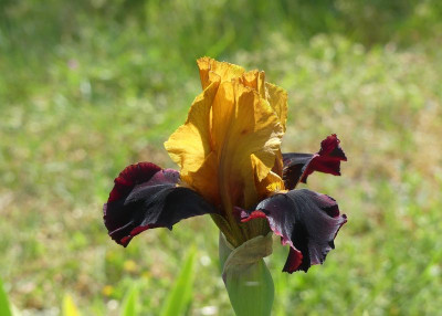 2023-05-17 Iris 'Orageux' 1.jpg