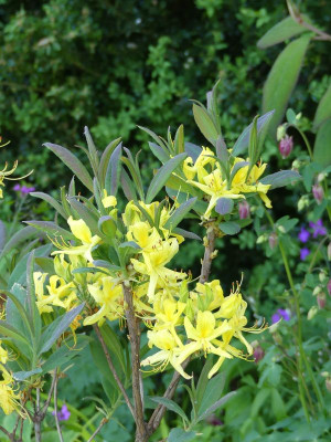 2023-05-17 Rhododendron luteum 'Blaues Wunder' 1.jpg