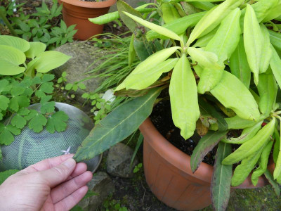 2023-05-17 Rhododendron calophytum 1.jpg