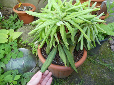 2023-05-17 Rhododendron calophytum 2.jpg