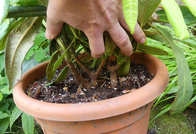2023-05-17 Rhododendron calophytum 3.jpg