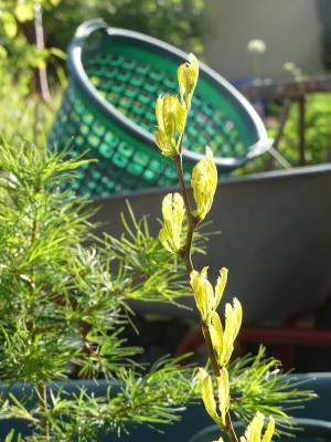 2023-05-17 Gleditsia triacanthos 'Sunburst' 1.jpg