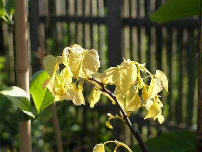 2023-05-17 Cercis chinensis 'Rising Sun'.jpg