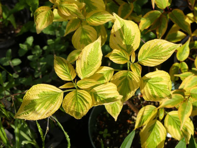 2023-05-17 Cornus alternifolia 'Golden Shadow'.jpg