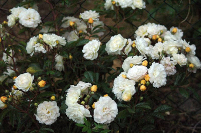 G.deFeligonde3229.jpg