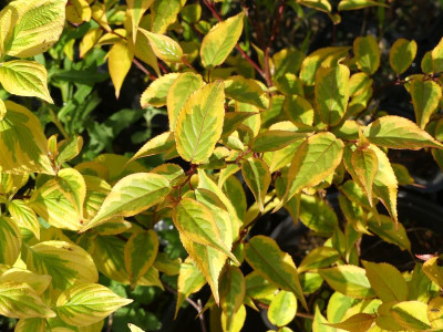 2023-05-17 Stachyurus chinensis 'Joy Forever' 1.jpg
