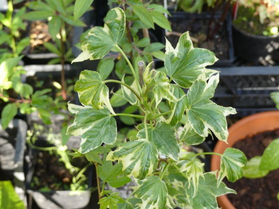 2023-05-17 Liquidambar st. 'Albomarginata Manon'.jpg