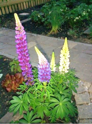 Lupinen-wei-violett2.jpg