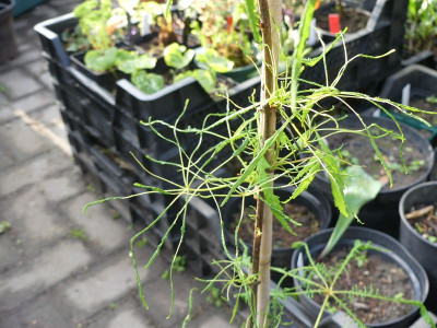 2023-05-17 Aesculus hippocastanum 'Laciniata' 2.jpg