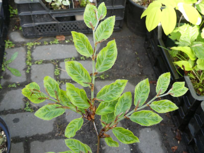 2023-05-17 Fagus sylvatica 'Bicolor Sartini'.jpg