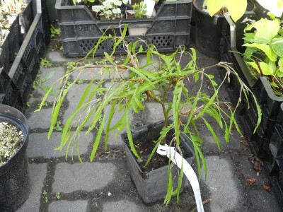 2023-05-17 Fagus sylvatica 'Malou'.jpg