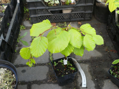 2023-05-17 Fagus sylvatica 'Zlatia'.jpg