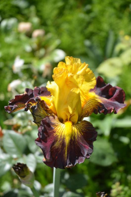 D8699.JPG