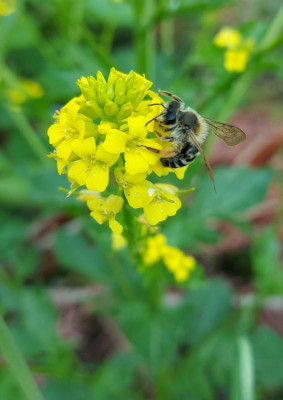 20230518_174948 Barbarea vulgaris.jpg