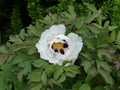 2023-05-15 Paeonia 'Fuchshain Sensation' 1.jpg