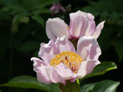 2023-05-18 Paeonia wittmanniana 1.jpg