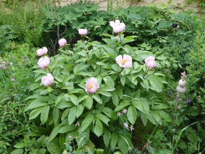 2023-05-18 Paeonia wittmanniana 2.jpg