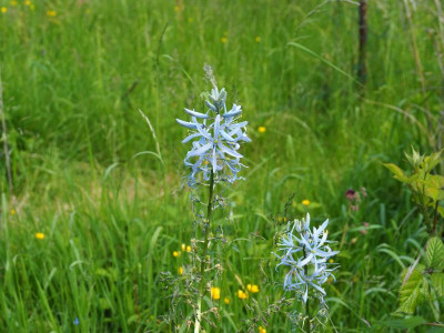 Camassia cusickii P5180049.JPG