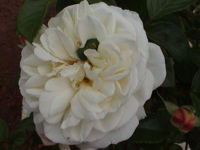 Kopie_von_White_Gold_mit_Rosenkafer.jpg