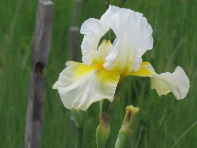 TB Daffodil Cloud.JPG