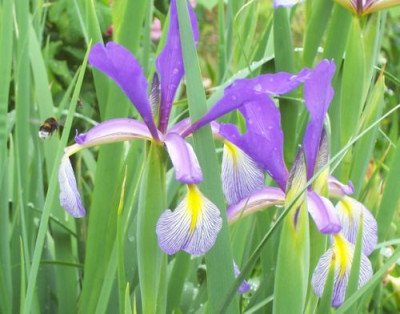 000_2866_Iris_spuria_Premier.jpg