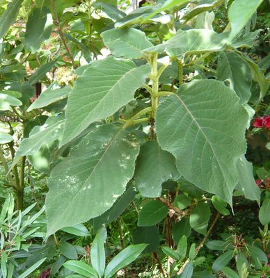 Hydrangea_aspera_subsp._sargentiana_fars_2008.jpg