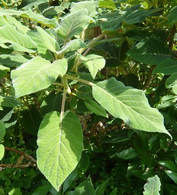 Hydrangea_aspera_Macrophylla_fars_2008.jpg