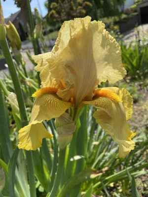 IMG_0405.jpeg