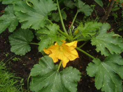 zucchini280508.jpg