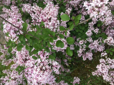 Miniflieder Blüte:BlattJPG.JPG